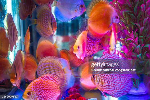 731 Goldfish Wallpaper Photos and Premium High Res Pictures - Getty Images