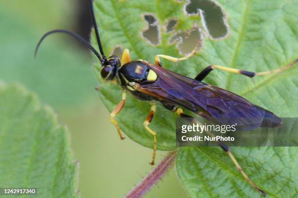 Black and yellow mud dauber wasp on a leaf in Markham, Ontario, Canada, on September 01, 2022.