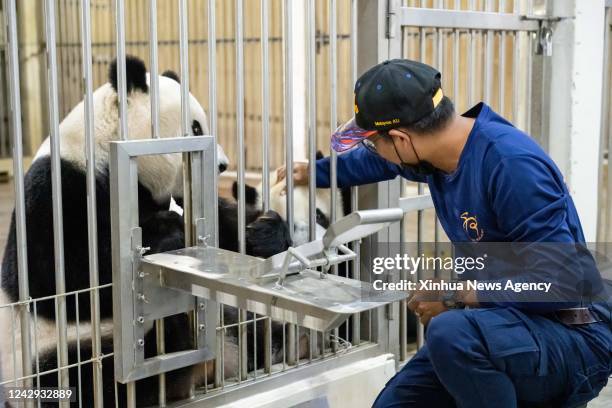 Giant panda caretaker Akmal Hadi Samsuddin interacts with giant panda cub Sheng Yi at the Giant Panda Conservation Center at Zoo Negara near Kuala...