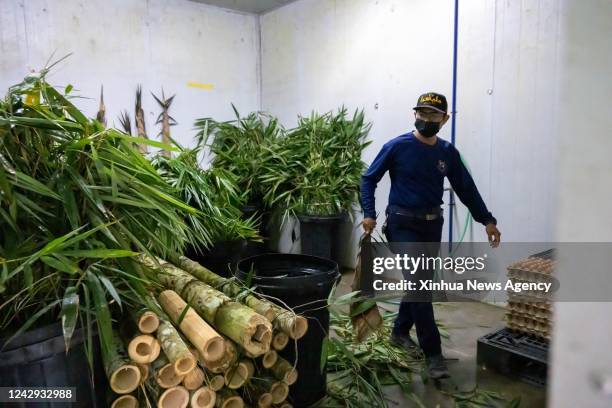 Giant panda caretaker Akmal Hadi Samsuddin selects bamboo for giant pandas at the Giant Panda Conservation Center at Zoo Negara near Kuala Lumpur,...