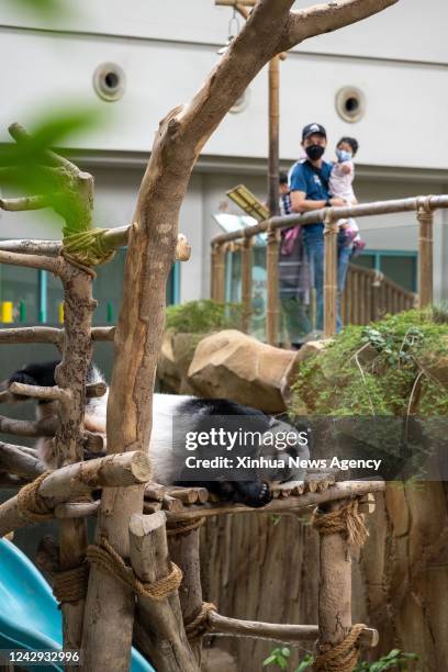 Giant panda Yi Yi rests at the Giant Panda Conservation Center at Zoo Negara near Kuala Lumpur, Malaysia, Aug. 20, 2022. When most animals in the Zoo...