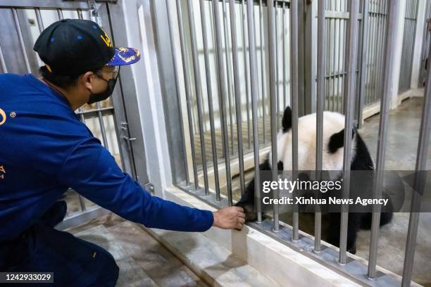 Giant panda caretaker Akmal Hadi Samsuddin interacts with giant panda cub Sheng Yi at the Giant Panda Conservation Center at Zoo Negara near Kuala...