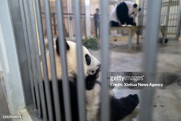 Giant panda cub Sheng Yi plays in the enclosure at the Giant Panda Conservation Center at Zoo Negara near Kuala Lumpur, Malaysia, Aug. 21, 2022. When...
