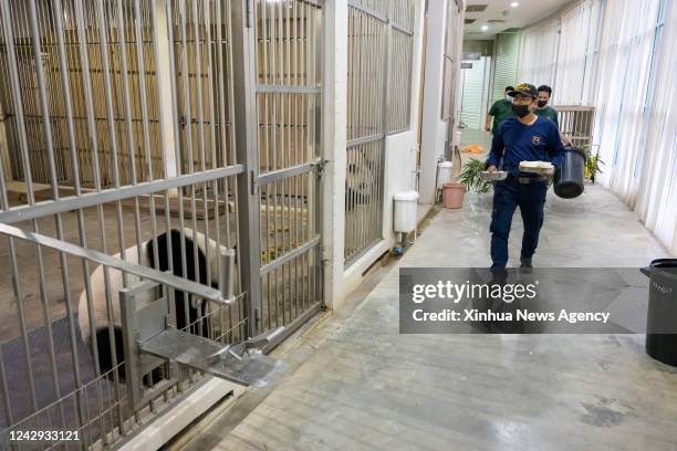 Giant panda caretaker Akmal Hadi Samsuddin front and his colleagues bring breakfast to giant panda Liang Liang at the Giant Panda Conservation Center...