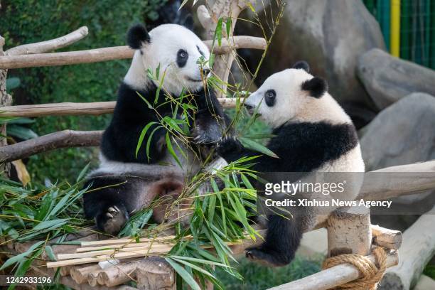 Giant panda Liang Liang L and her cub Sheng Yi eat bamboo at the Giant Panda Conservation Center at Zoo Negara near Kuala Lumpur, Malaysia, Aug. 21,...
