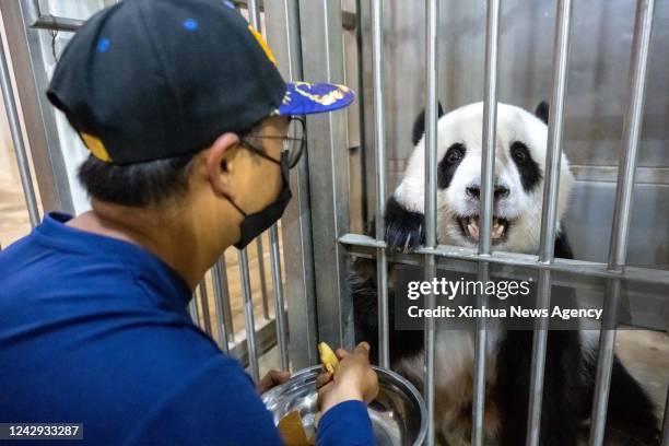 Giant panda caretaker Akmal Hadi Samsuddin feeds giant panda Yi Yi at the Giant Panda Conservation Center at Zoo Negara near Kuala Lumpur, Malaysia,...