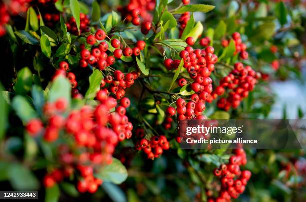 September 2022, Lower Saxony, Oldenburg: Rowan berries hang on a bush in the morning sun. Photo: Hauke-Christian Dittrich/dpa