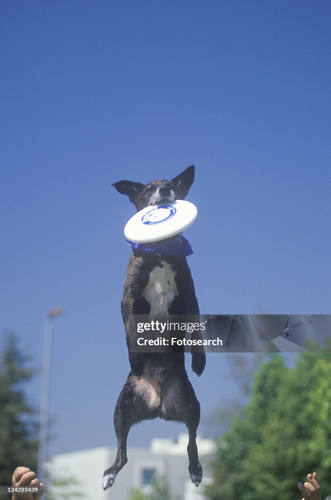 Black Dog catching Frisbee