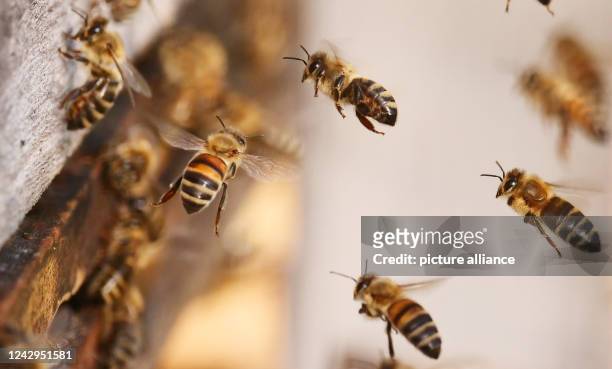 August 2022, Berlin: , Berlin. Honey bees fly to the entrance hole to their hive on a summer day. Photo: Wolfram Steinberg/dpa Photo: Wolfram...