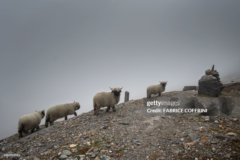 SWITZERLAND-ANIMAL-SHEEP