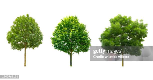 collections green tree isolated. green tree isolated on background. - árbol de hoja caduca fotografías e imágenes de stock