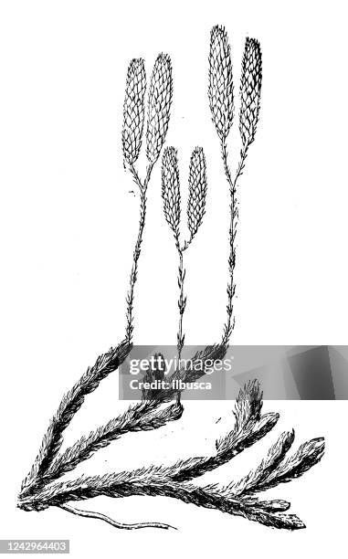 antique botany illustration: lycopodium clavatum, common club moss - lycopodiaceae stock illustrations