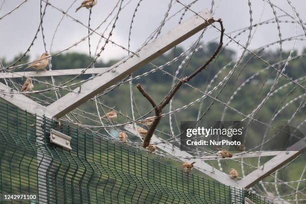 Birds perched on the barbed fence on the border between India and Pakistan at Poonch of Jammu and Kashmir on Monday September 5, 2022