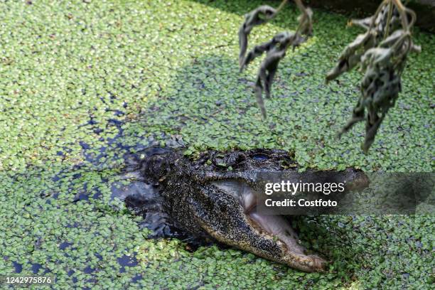 Artificially bred Chinese alligators live in a simulated natural environment at the Chinese Alligator Breeding and Research Center in Xuancheng city,...