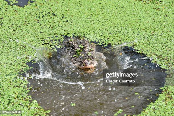 Artificially bred Chinese alligators live in a simulated natural environment at the Chinese Alligator Breeding and Research Center in Xuancheng city,...
