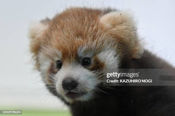 Nearly two-month-old female red panda cub being is displayed to the media at the Hakkeijima Sea Paradise in Yokohama on September 6, 2022.