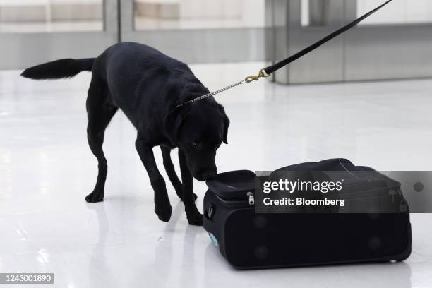 Drug detection dog sniffs luggage during a demonstration at the customs inspection area of Terminal 3 at Haneda Airport during a media tour in Tokyo,...
