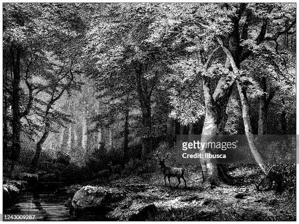 antique illustration: beech tree forest - black and white landscape stock illustrations