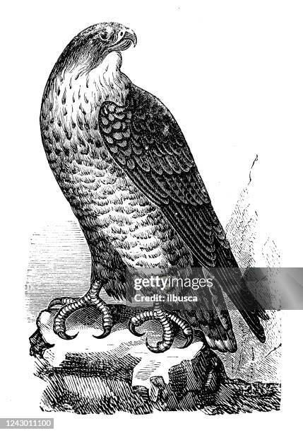 antique illustration: falcon - falcon stock illustrations