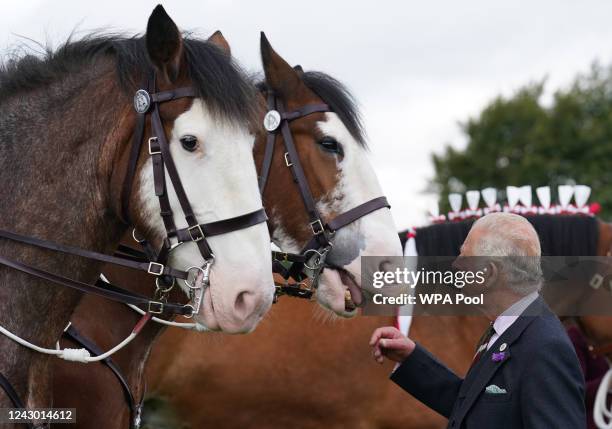 Prince Charles, Prince of Wales, known as the Duke of Rothesay while in Scotland, and Patron of the Clydesdale Horse Society, reacts after viewing a...