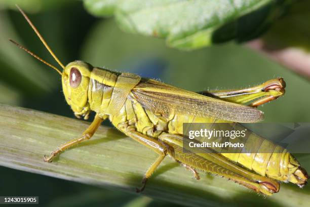 Two striped grasshopper in Markham, Ontario, Canada, on August 27, 2022.