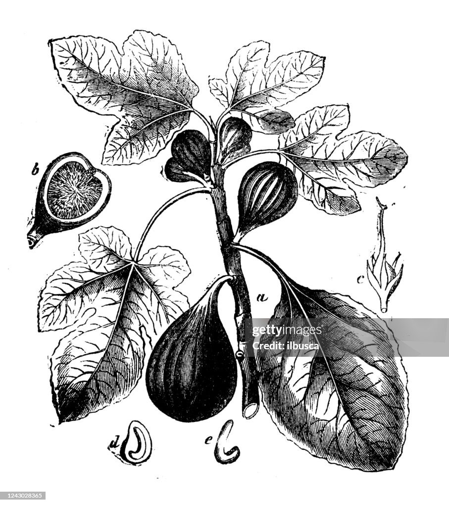 Antique botany illustration: Ficus carica, Fig tree
