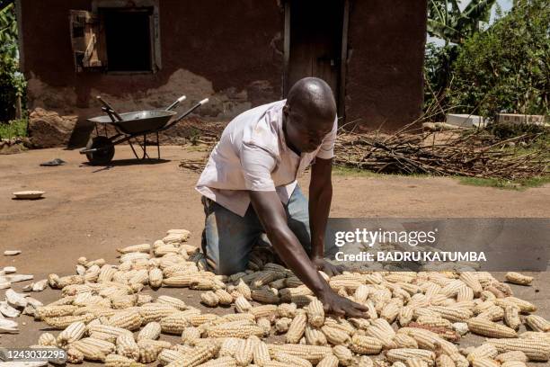 Peter Wakisi dries maize harvests gained from the farm after applying frass from black soldier Flies as manure in Nyiize Kawomya on August 22, 2022....