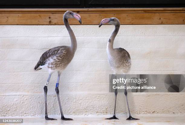 Eight Cuba flamingos hatched at Cologne Zoo, Fotografia de notícias