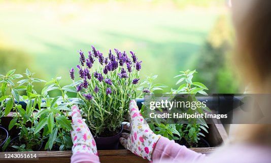 Unrecognizable young woman gardening on balcony, urban garden concept. Unrecognizable young woman gardening on balcony, urban garden concept.