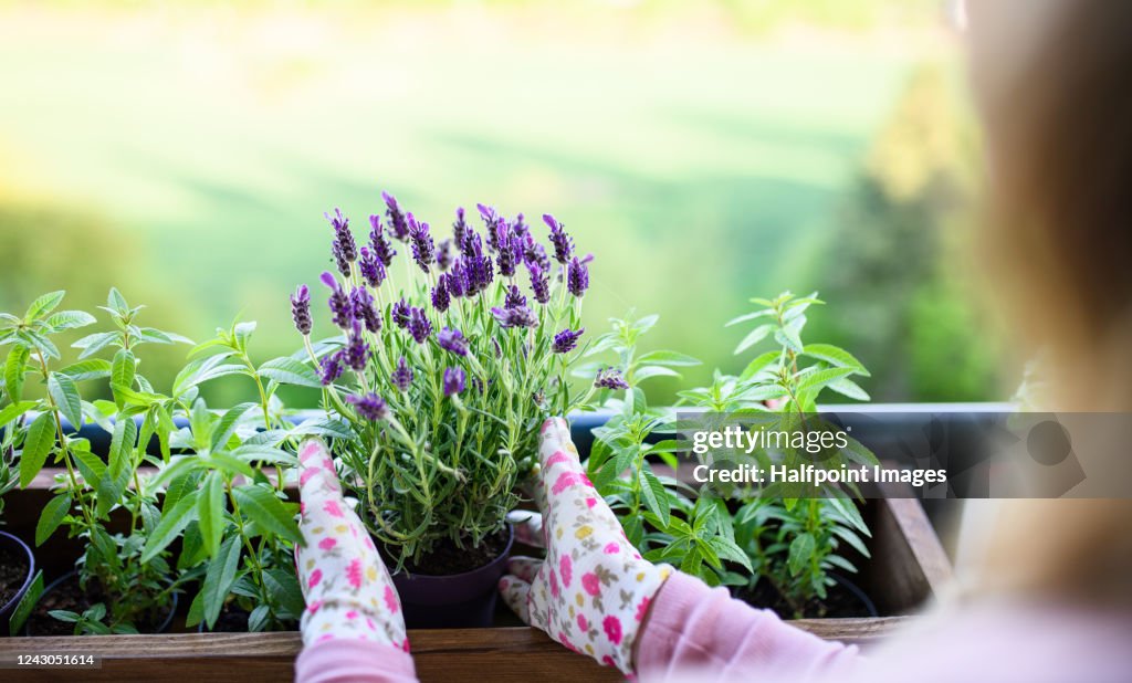 Unrecognizable young woman gardening on balcony, urban garden concept.