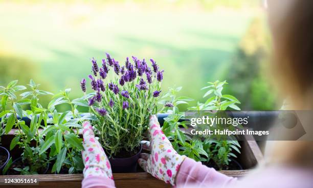 unrecognizable young woman gardening on balcony, urban garden concept. - lavanda planta imagens e fotografias de stock