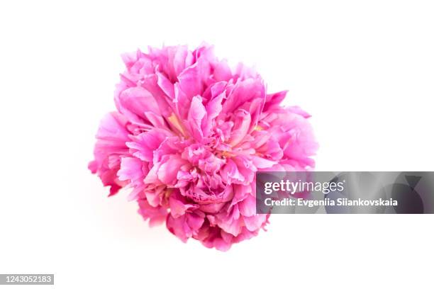 fresh peony flower isolated on white background. - big head stock pictures, royalty-free photos & images