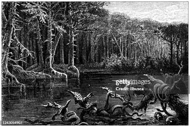 antique illustration: florida fever swamp - swamp illustration stock illustrations