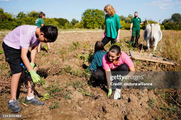 Lab Ox Lab Ox Photos and Premium High Res Pictures - Getty Images