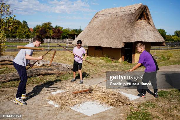 Lab Ox Lab Ox Photos and Premium High Res Pictures - Getty Images