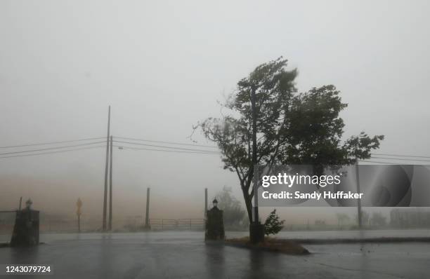 Hurricane-force winds blow the branches of a tree on September 9, 2022 in Julian, California. The Tropical Storm, which produced winds up to 109 MPH...