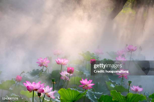 the morning sun shines on a pool of lotus flowers in the mist - lotus stock-fotos und bilder