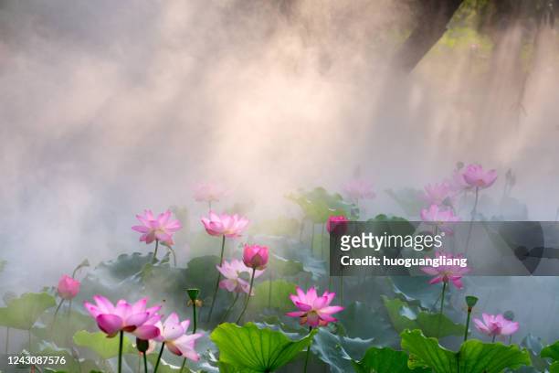 the morning sun shines on a pool of lotus flowers in the mist - lotus foto e immagini stock