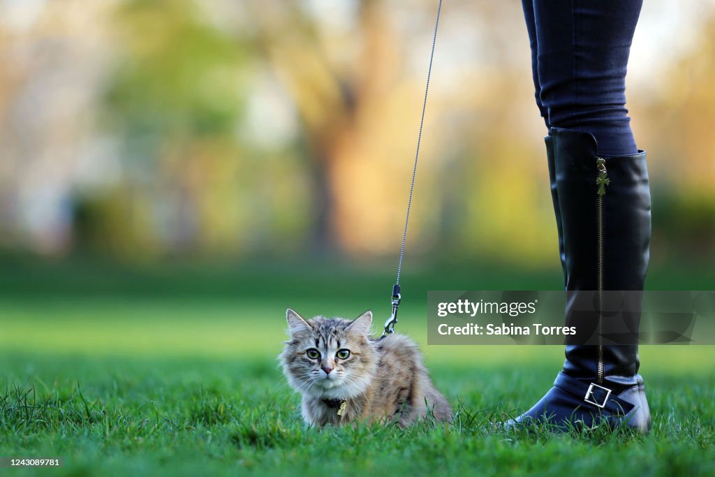 Outdoor cat on a leash