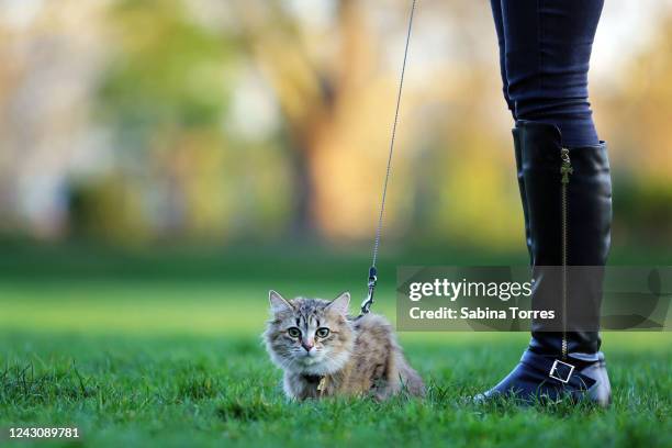 outdoor cat on a leash - pet leash fotografías e imágenes de stock