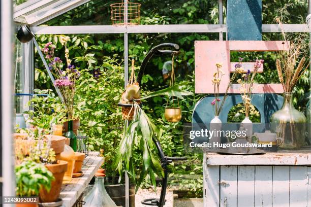 small greenhouse interior with herbs and pots and plants and a workbench. moroccan tea pot and tea glasses. - japanese tea garden stock pictures, royalty-free photos & images