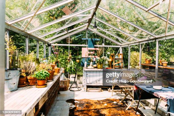 small greenhouse interior with herbs and pots and plants and a workbench. - japanese tea garden stock pictures, royalty-free photos & images