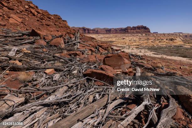 Logs and driftwood remain where they settled from a time when Lake Powell was at its highest ever water level on September 8, 2022 near Hite, Utah....