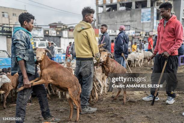 Shepherds sell their livestock at a market during Enkutatash, the Ethiopian New Year holiday in Addis Ababa, Ethiopia, on September 11, 2022. -...