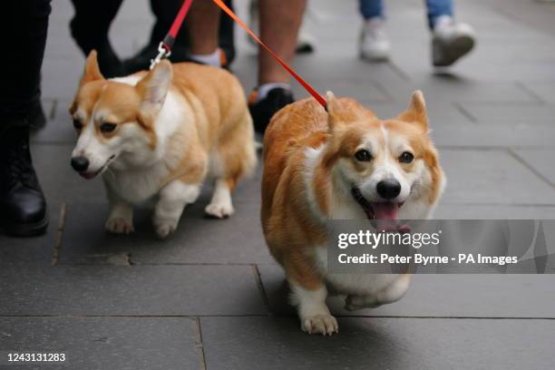 People walking corgis along the Royal Mile, Edinburgh, before the arrival hearse carrying the coffin of Queen Elizabeth II. Picture date: Sunday...