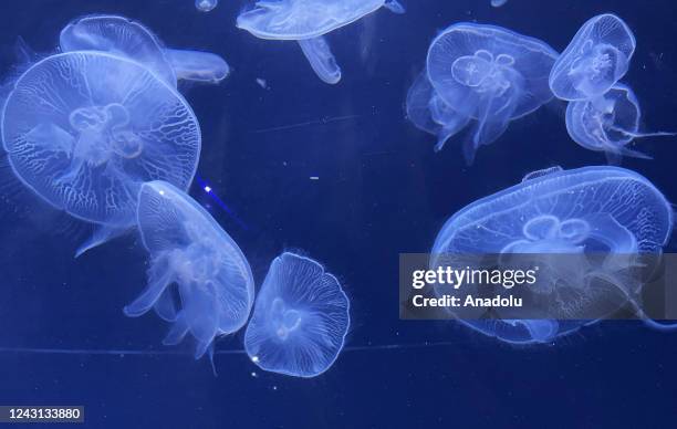 General view from the giant aquarium, which is home to about 10 thousand jellyfish in Prague, Czech Republic on September 06, 2022. The World of...