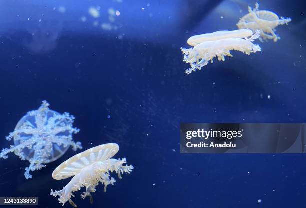 General view from the giant aquarium, which is home to about 10 thousand jellyfish in Prague, Czech Republic on September 06, 2022. The World of...