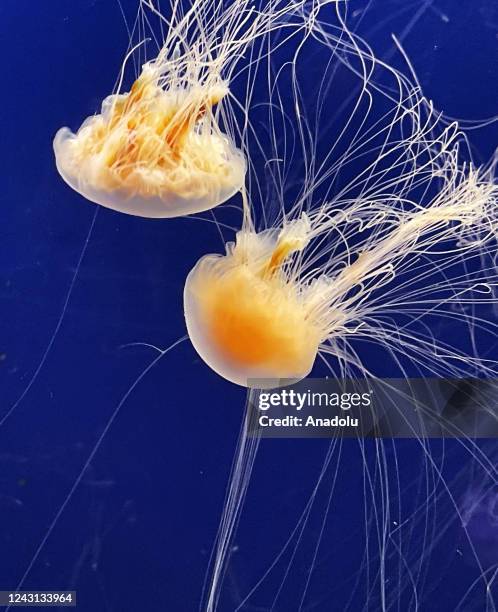 General view from the giant aquarium, which is home to about 10 thousand jellyfish in Prague, Czech Republic on September 06, 2022. The World of...