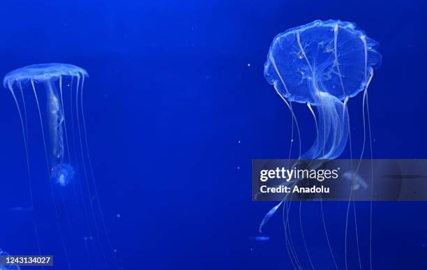 General view from the giant aquarium, which is home to about 10 thousand jellyfish in Prague, Czech Republic on September 06, 2022. The World of...