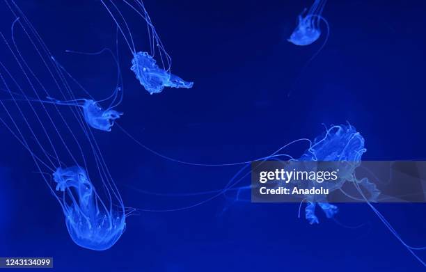 General view from the giant aquarium, which is home to about 10 thousand jellyfish in Prague, Czech Republic on September 06, 2022. The World of...